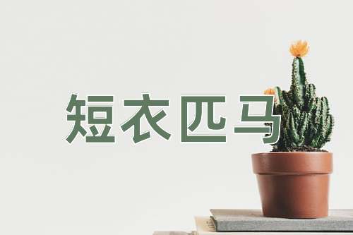成语短衣匹马